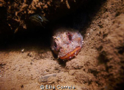 Cute madeiran scorpion fish in muddy waters! by Elia Correia 